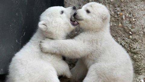 Cute Baby Polar Bear