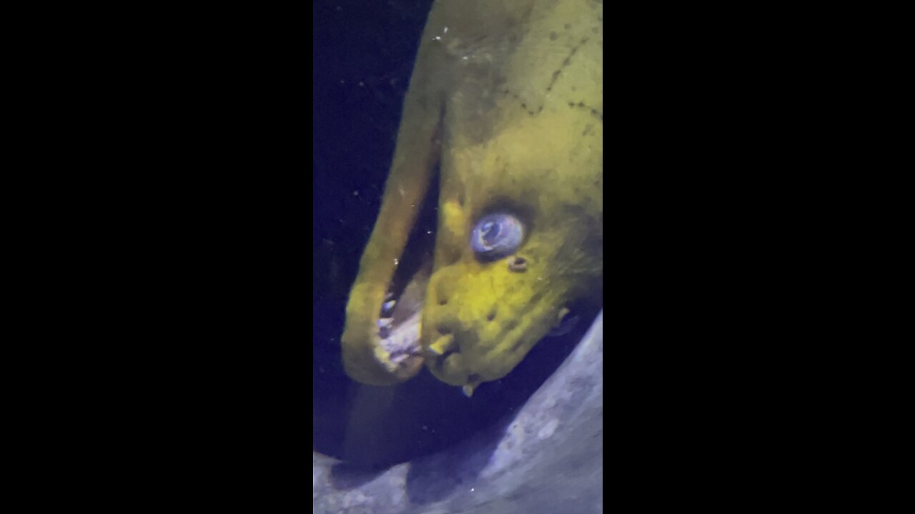 Moray eel wishing you a good day