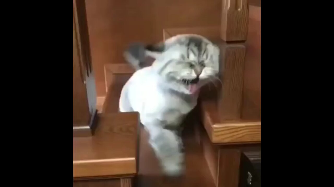 cat funny video 😂😂😂