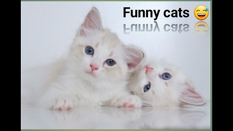 Funny baby cats videos 😅 || Cute funny baby cats