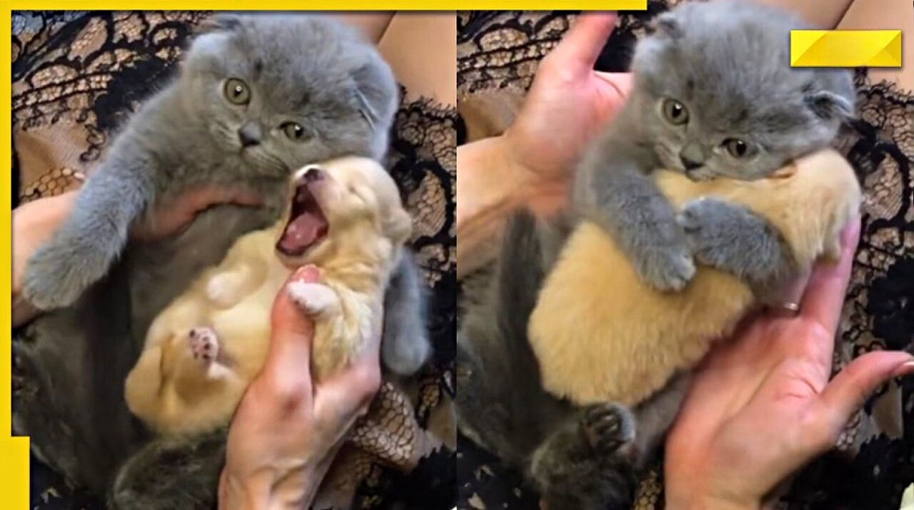 😍🥰🫠🥹😻 Cute Kitten Hugging a Puppy | Cute Kittens 😍🥰🫠🥹😻