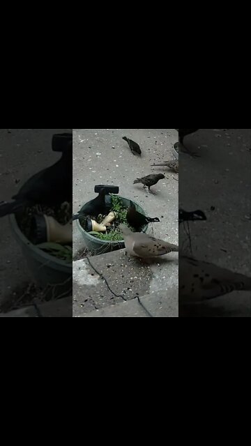 The Birds Pooped On The Cowbird #Shorts 🌿