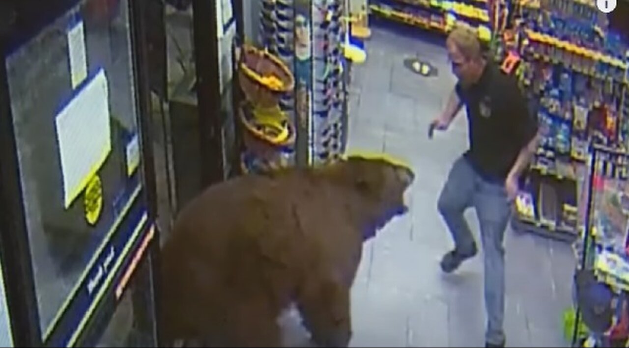 500-POUND Bear REPEATEDLY Steals Candy from Gas Station _ Customer Wars _ A&E