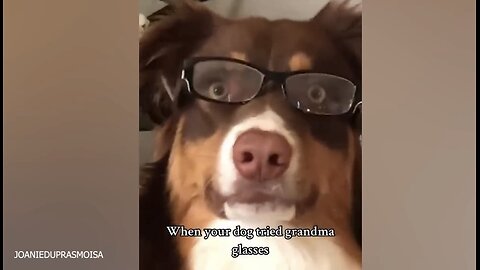 Funny Dogs