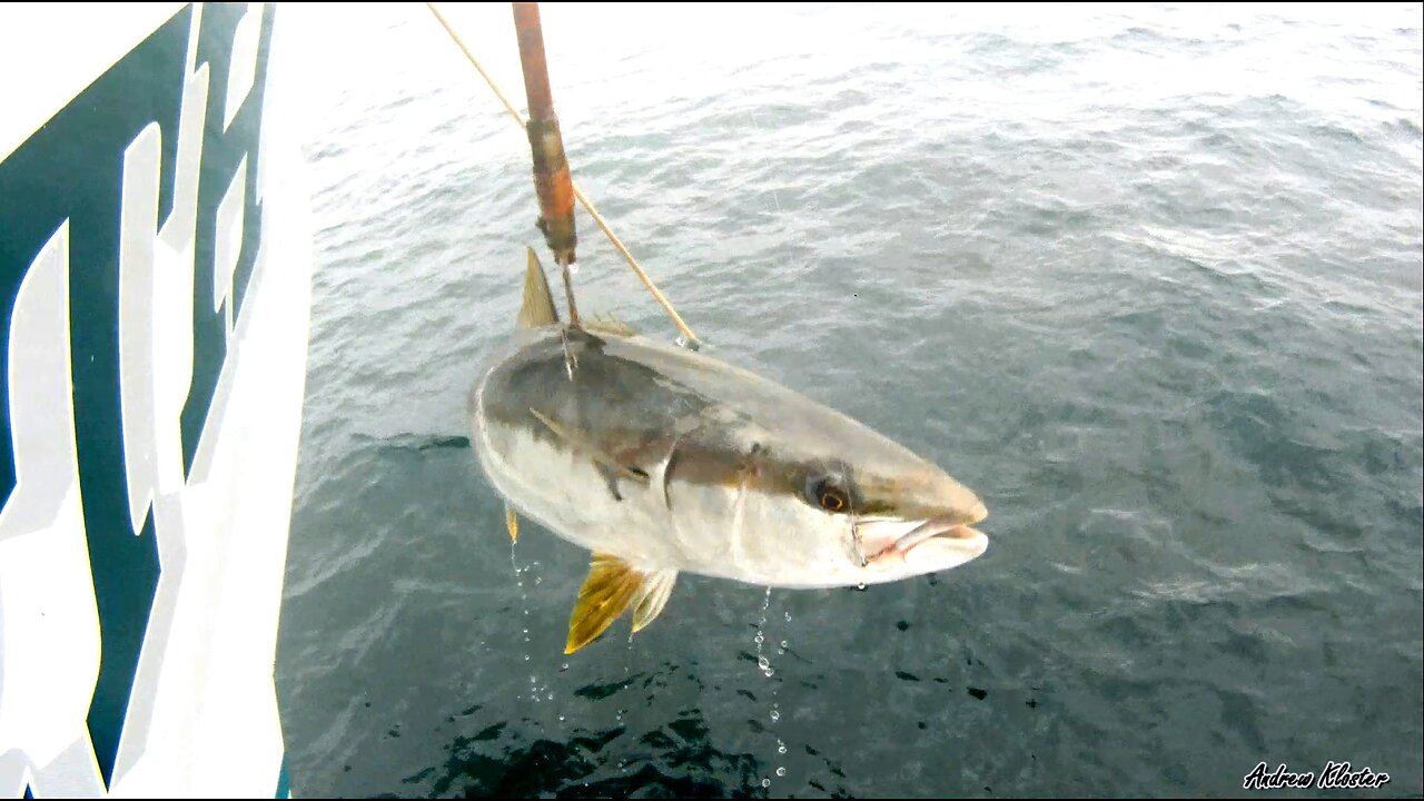 (19) 07/30/2015 - Wide open Yellowtail bite aboard the New Seaforth out of Seaforth Sportfishing.