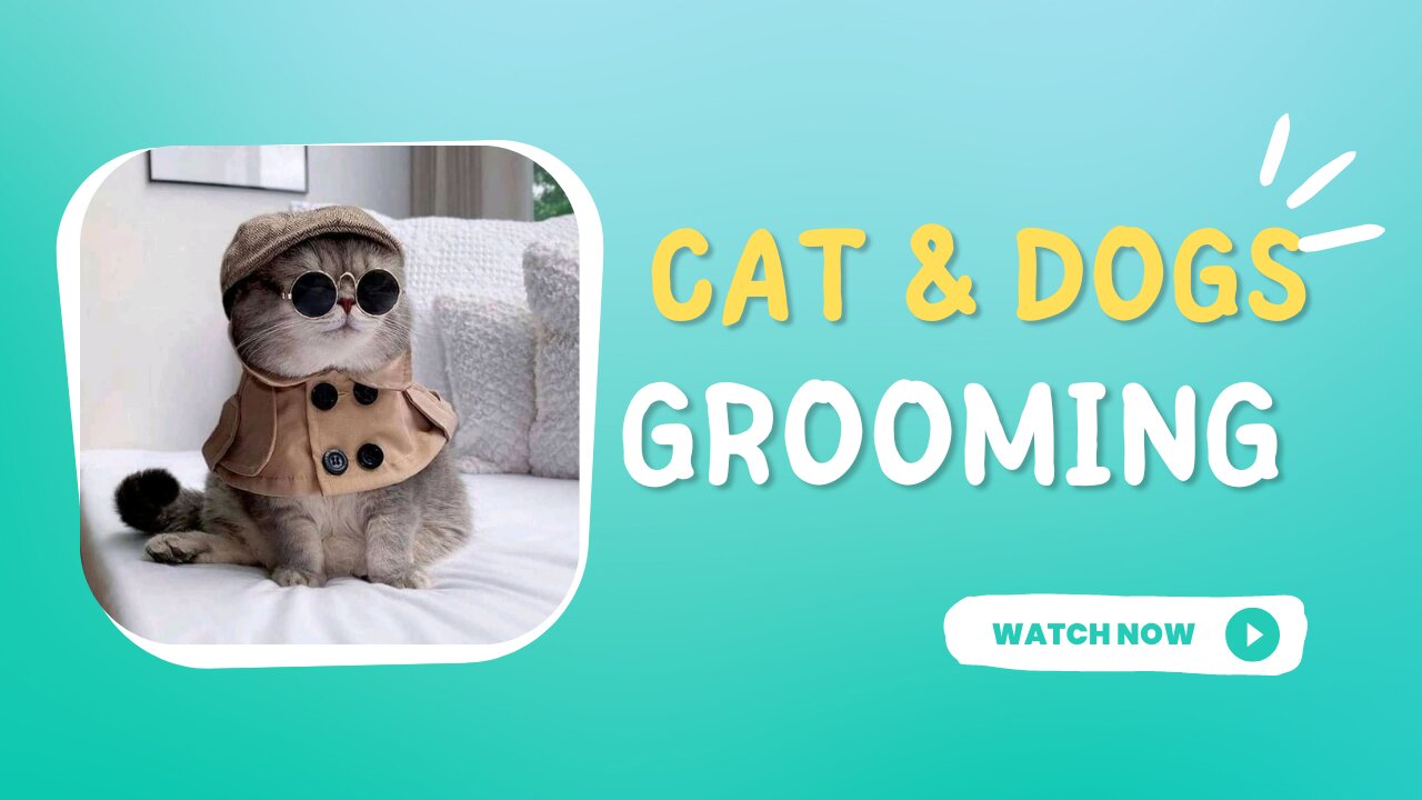 Adorable Cats and Dogs Request Daily Grooming Routine To Look His Best