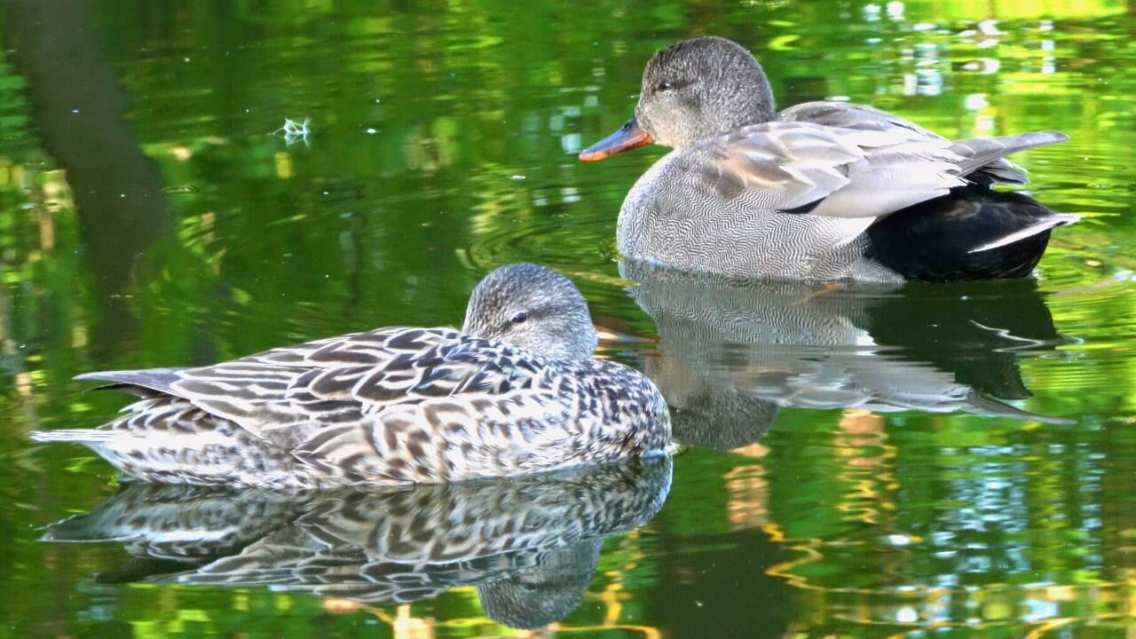 Tired Gadwall Ducks Come Together For A Nap