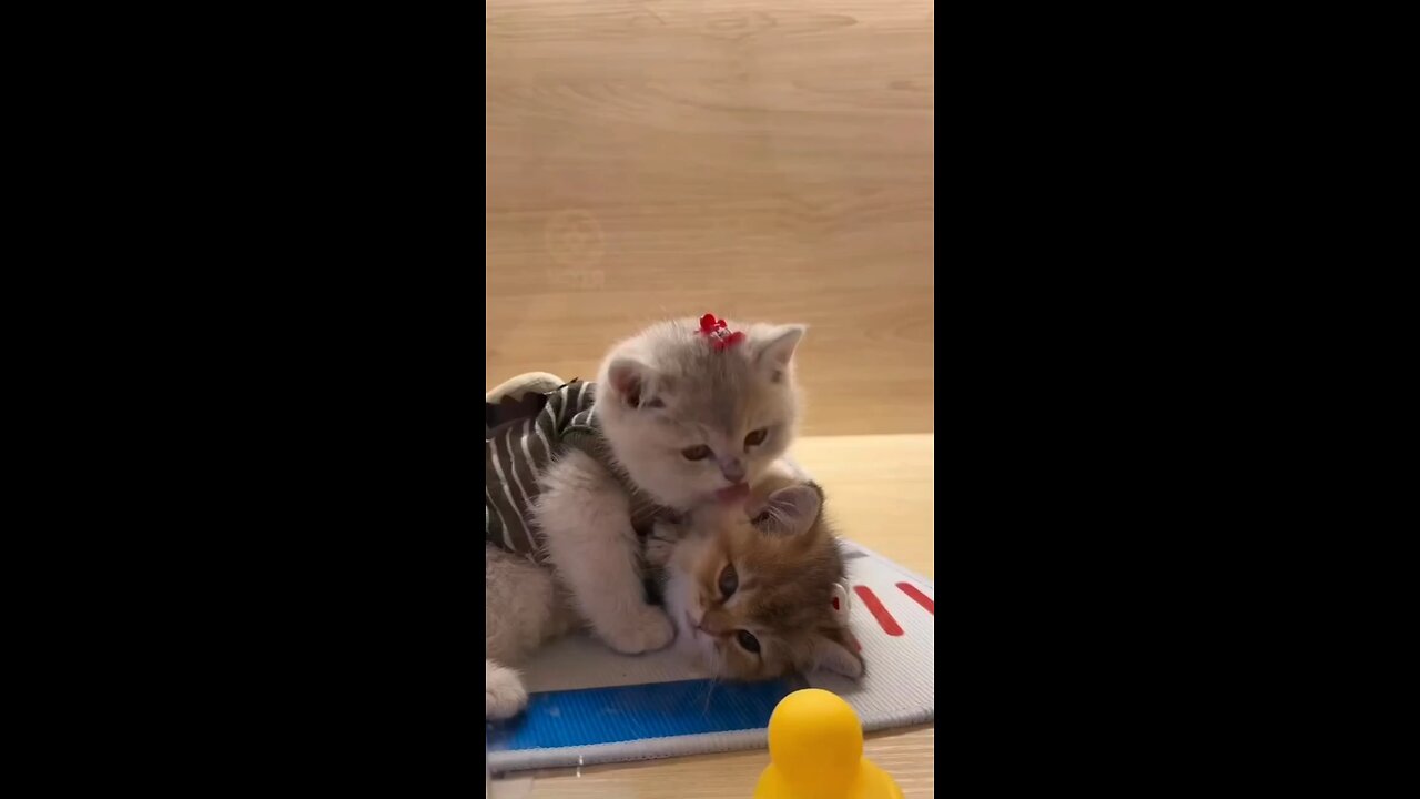 cute Cat WhatsApp status tamil