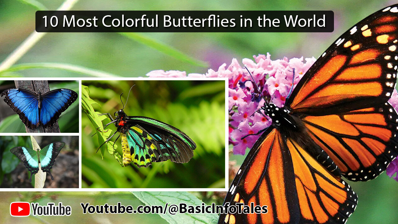 10 Most Colorful Butterflies in the World | Stunning Butterfly Species