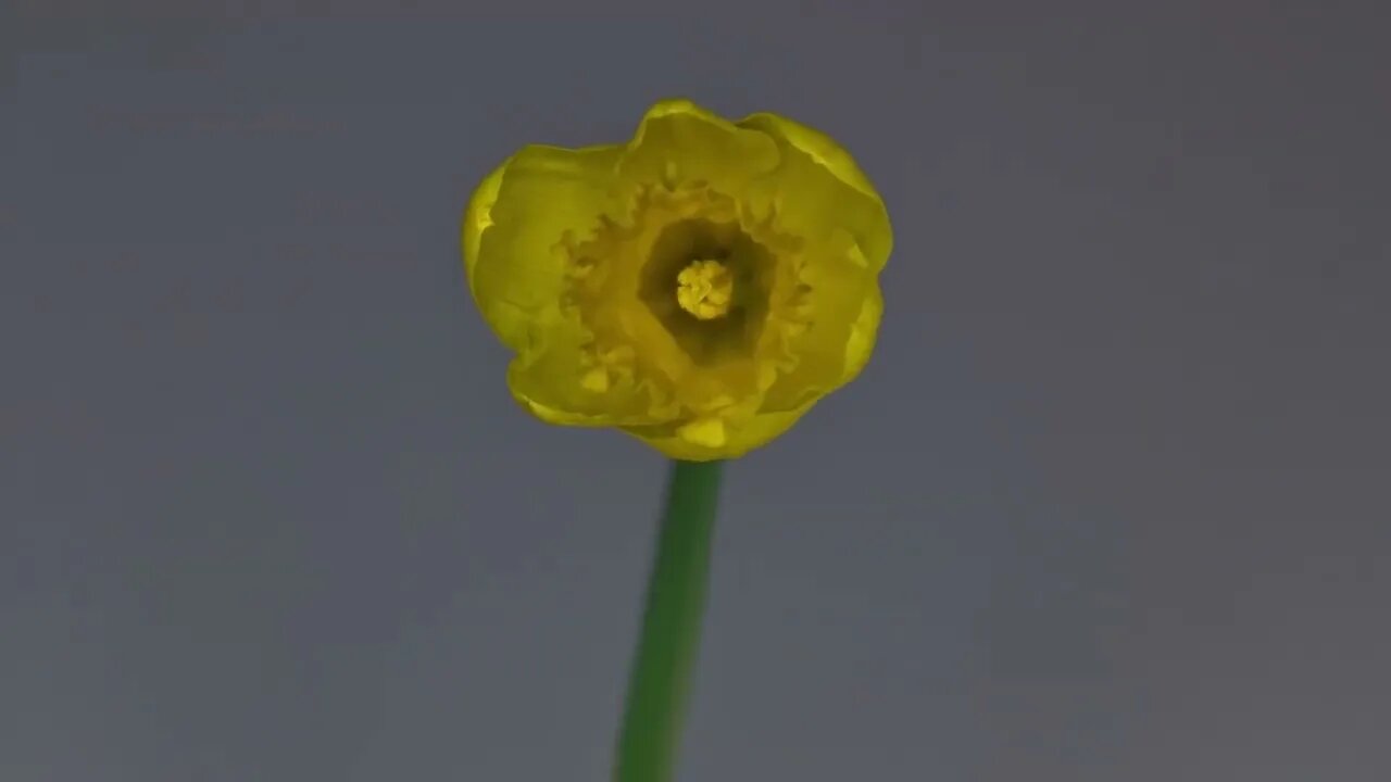 Beachfront B Roll Daffodil Blooming Wide Shot Free to Use HD Stock Video Footage