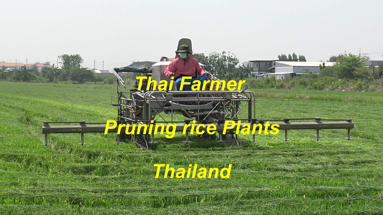 Thai Farmer pruning rice plants with machine in Thailand