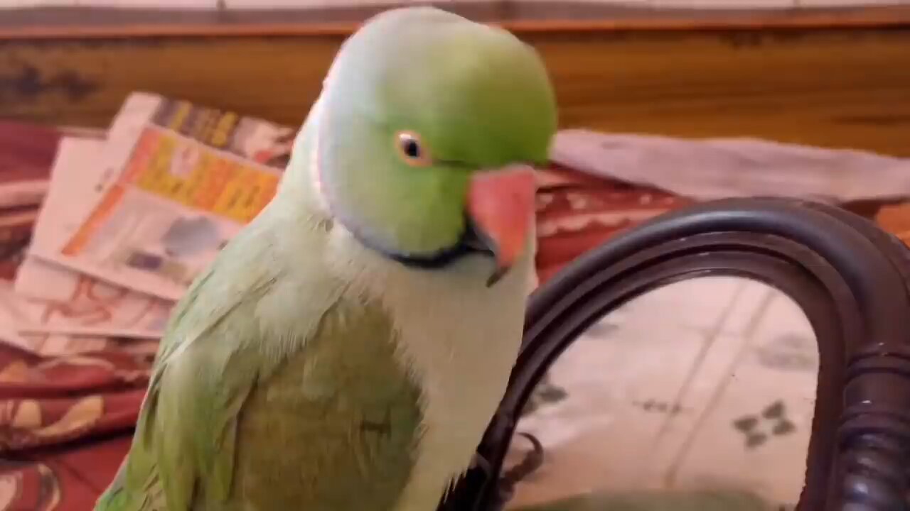 parrot 🦜 talk every thing 😂