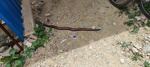 Indian sand boa snake