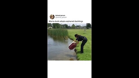 mama duck adopts orphaned duckling