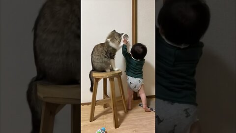 Cat Blocks Little Boy's Door Opening Attempts