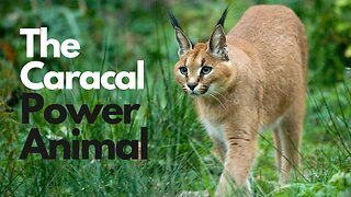 Caracal Power Animal