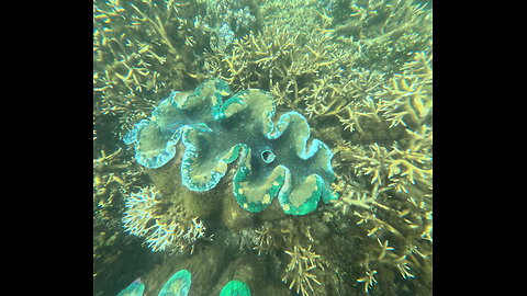 Dive into the Fascinating World of Giant Clams 🌏🦪 Snorkeling Adventures Philippines