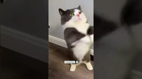funny cat videos | cute cat videos| cute animals funny cats #shorts #shortsfunny #cutecat #funnycat