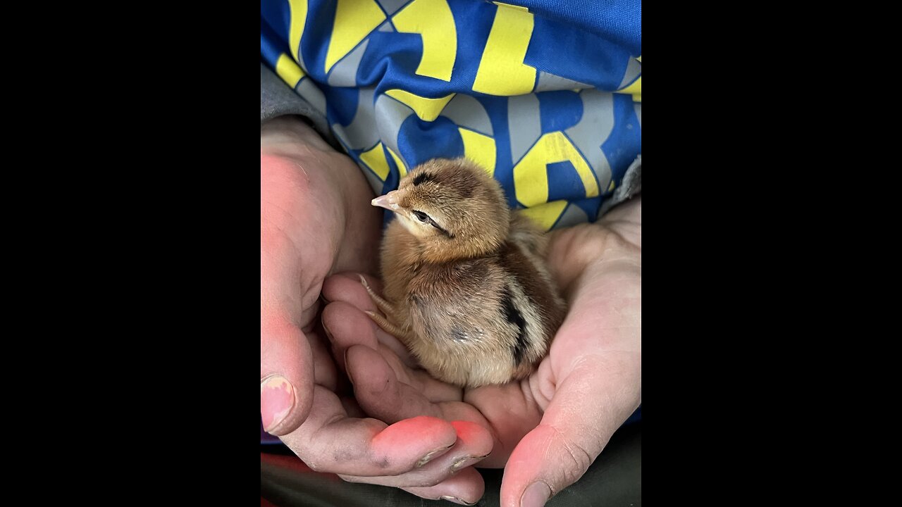 Getting 30 Baby Chicks- Mt. Healthy Hatchery!