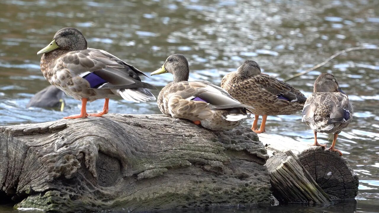 CatTV: 4 ducks on log