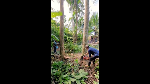 Chainsawman cut down two tree