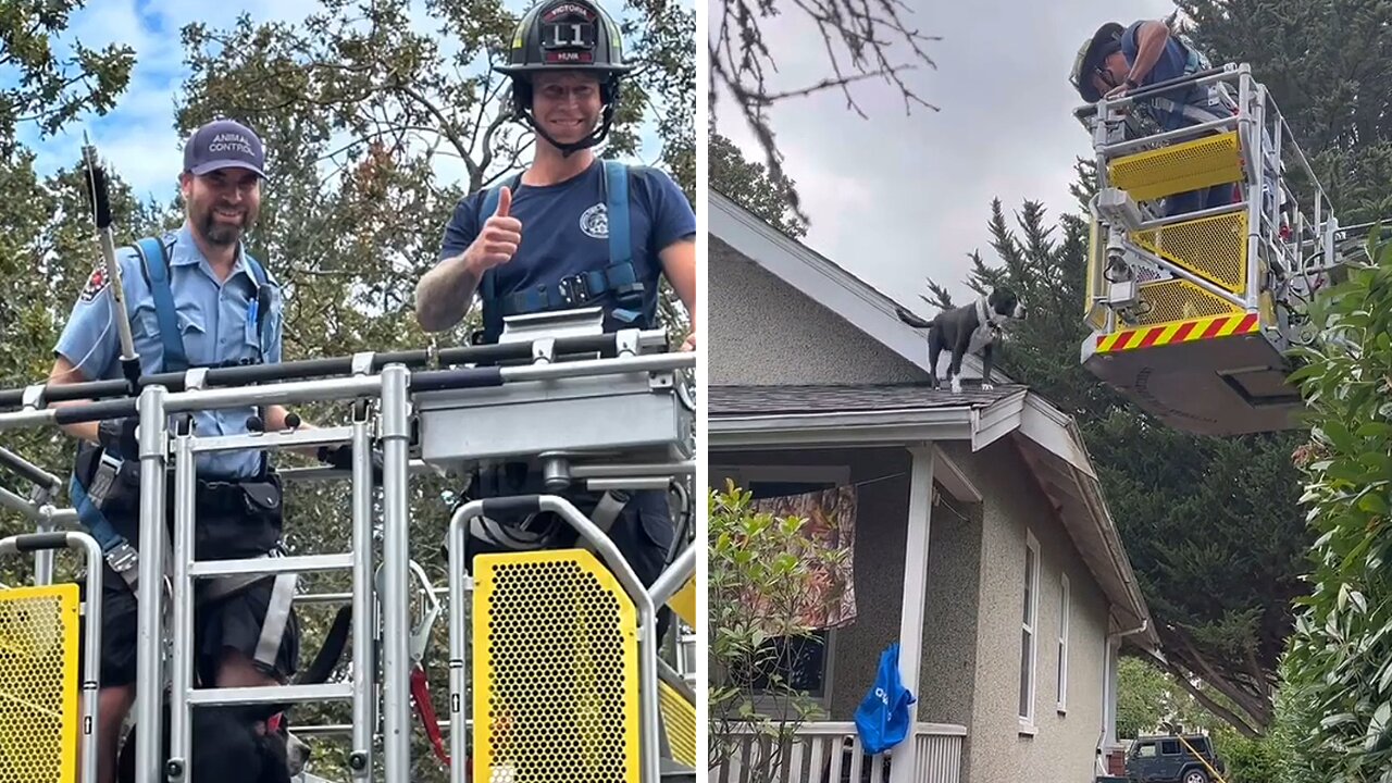 Firefighters rescue dog from rooftop