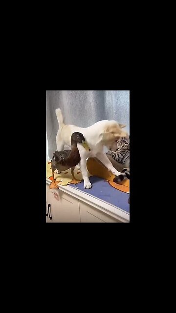 And how are they all still alive!?)))