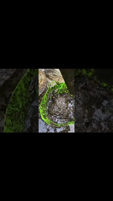 8 years of dirtiness in this pool #oddlysatisfying