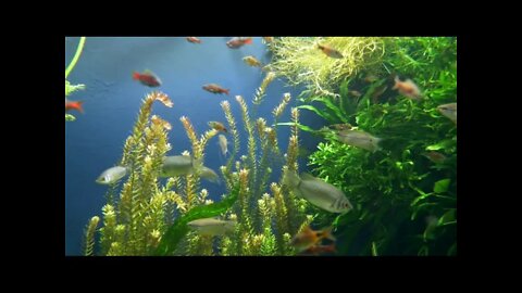 Relaxing music - Música relaxante para aliviar a correria diária e diminuir o estresse [Relax]