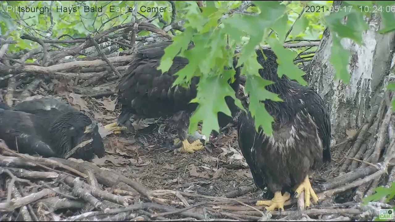Hays Eaglet H15 mantles fish Dad brought in and self feeds 2021 05 17 10:22AM