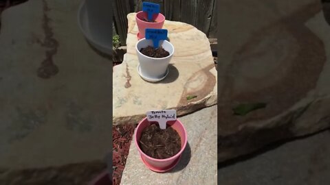 Squash Plant Seedling to Vegetative (Week 6-7)