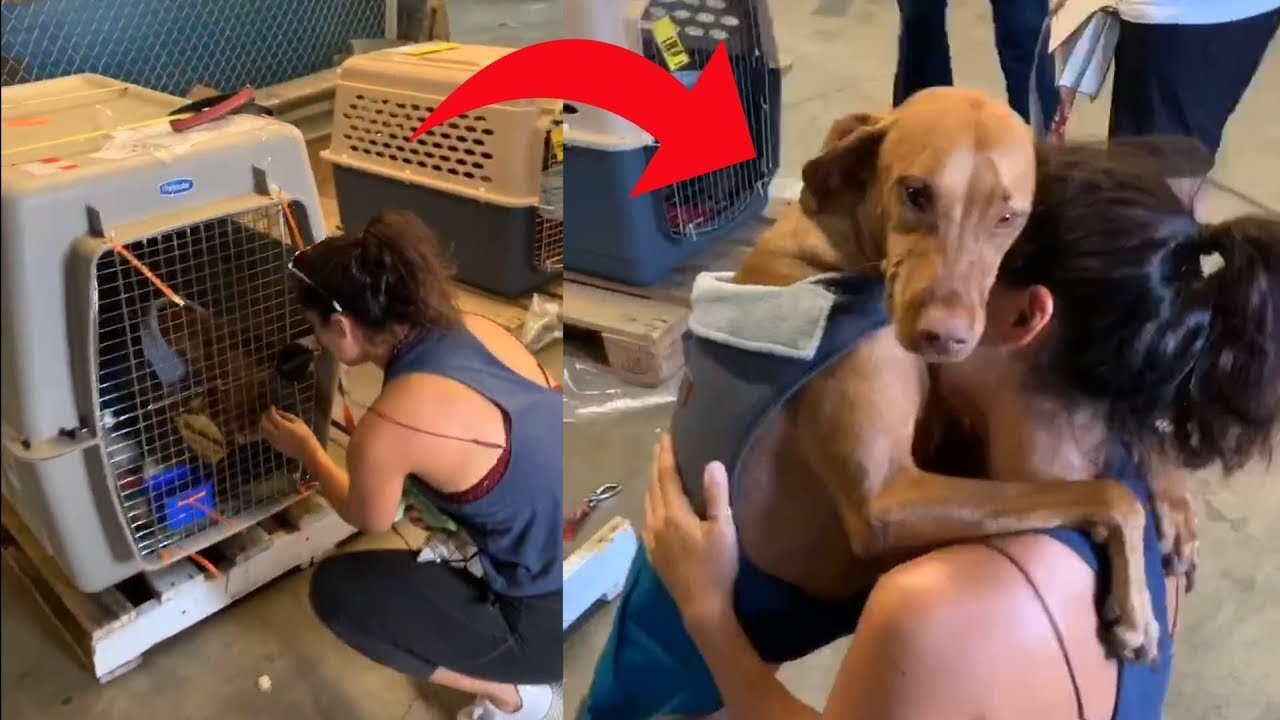 Dog Hugs and Doesn't let go of Owner on Reuniting With Her After Long Time 2023