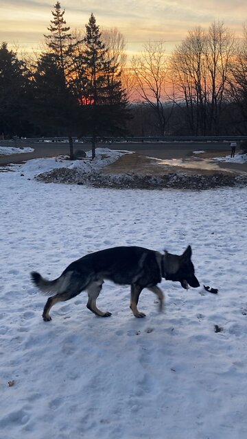 Sunset with my German Shepherd