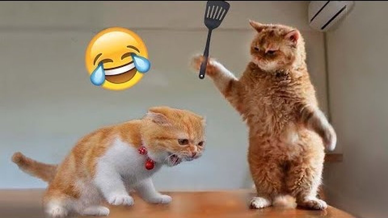 Funny animals