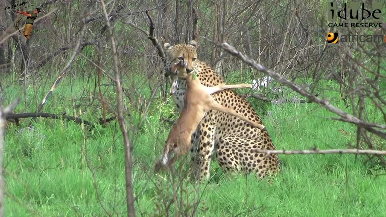 Male Cheetah Caught An Impala Lamb