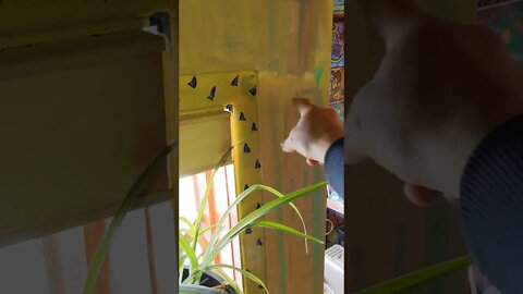 COUNT LENGTH SOLID STRIP