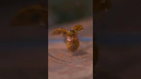 How a ladybug unfolds its wings from under its elytra before taking off