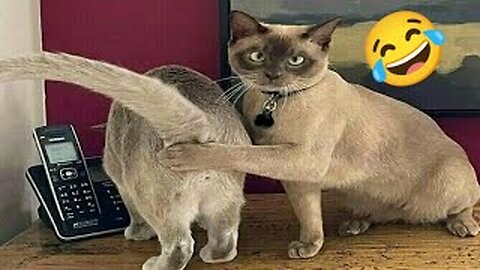 Funny Cats Video 2023 - Funny Videos 😂😂 of World's Best Cats and Dogs