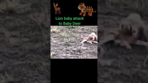 Lion baby attack baby deer 🦌#shorts #youtubeshorts