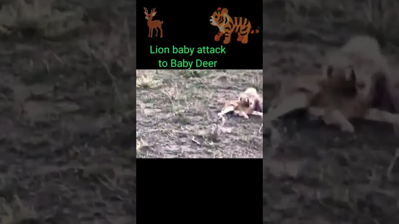 Lion baby attack baby deer 🦌#shorts #youtubeshorts