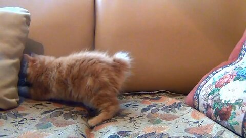 Adorable kitten love to playing on sofa🥰