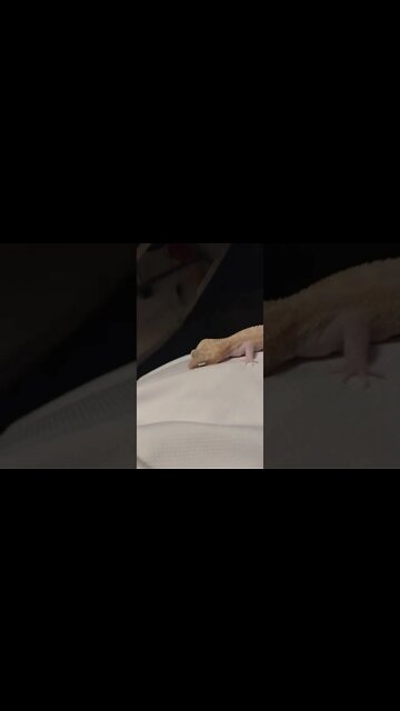 leopard gecko 🦎