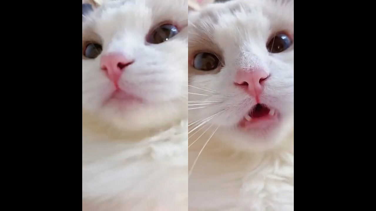 wow 🤯|| the cute cats movment caught on camera moew