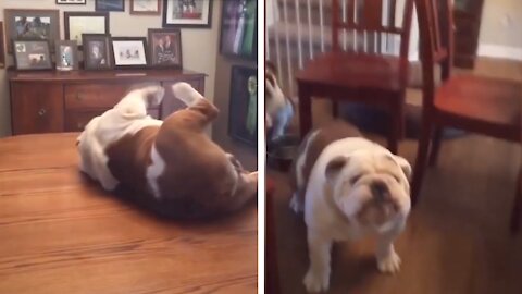 Funny Fat Dog Falls Off Table