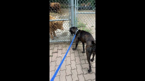 Cane Corso meets a cute little Calf