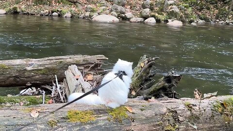 Adventure Cat Mr.Floofington Explores River
