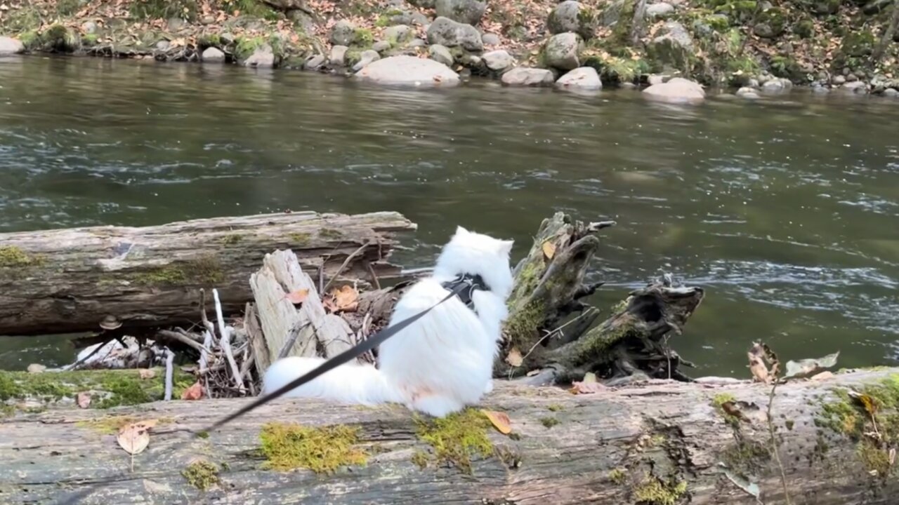 Adventure Cat Mr.Floofington Explores River