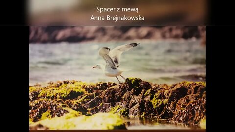 Spacer z mewą - Anna Brejnakowska