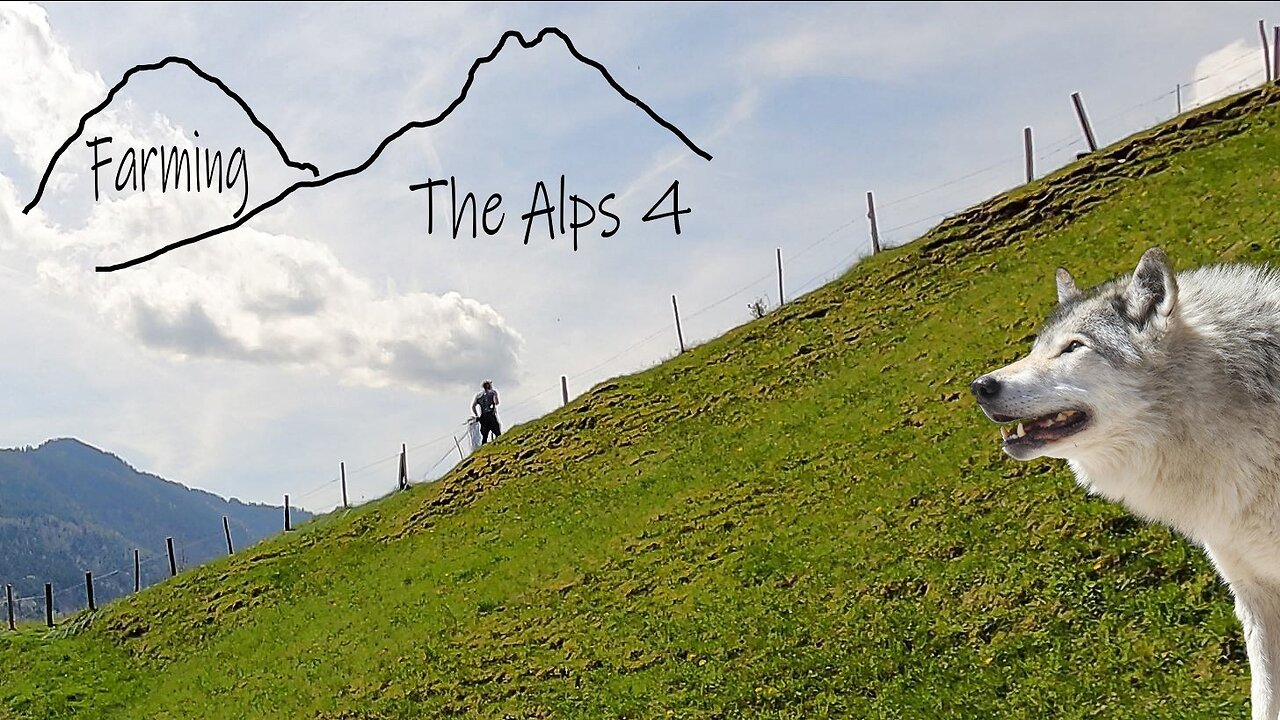 Guarding the sheep from wolves. (Farming The Alps #4)