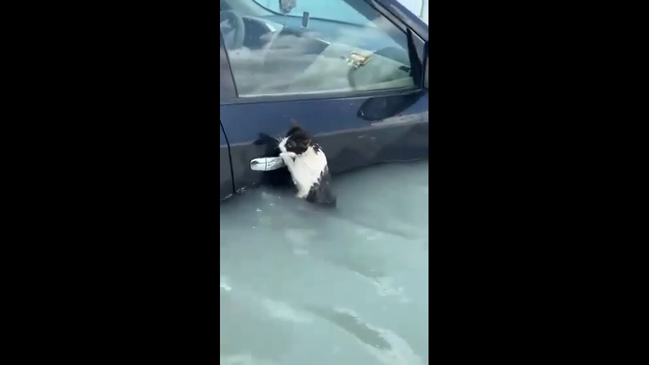 Dubai police save a cat left stranded amid unprecedented rainfall and extensive floods in the UAE